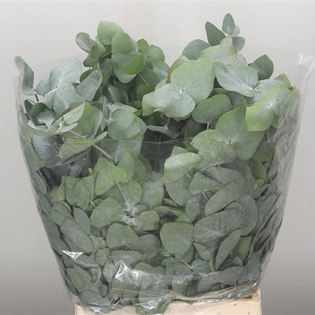 Eucalyptus Cinerea