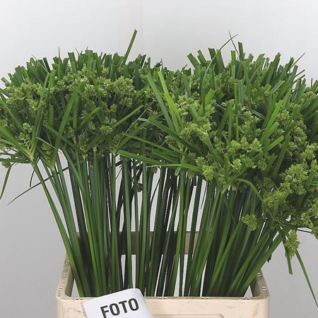 Cyperus Glaber