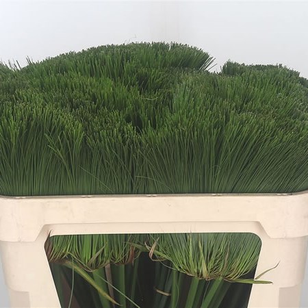 Cyperus Papyrus