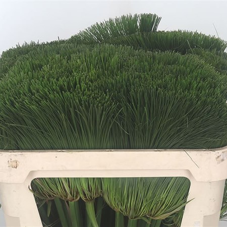 Cyperus Papyrus