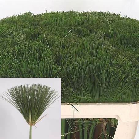 Cyperus Papyrus