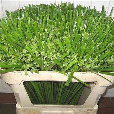 Cyperus Glaber