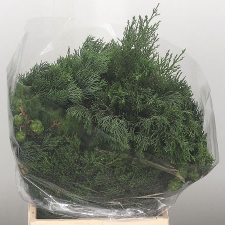 Cypresse Arizonica