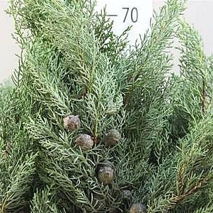 Cypresse 5kg