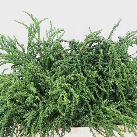 Cypresse Rasen Sugi