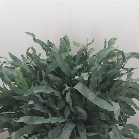 Cyrtomium Fortunei