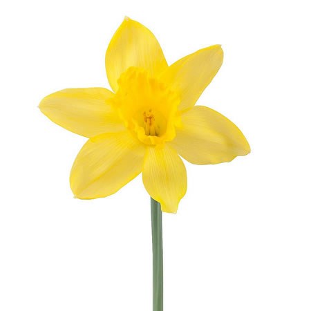 DAFFODIL FIELD YELLOW
