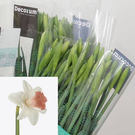 DAFFODIL PINK PERFECTION