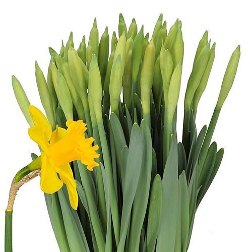 DAFFODIL - ROYAL DUTCH
