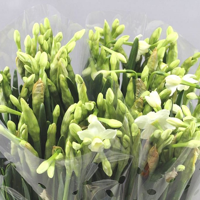 NARCISSUS SILVER CHIMES