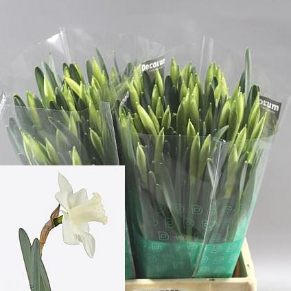 DAFFODIL SNOW HEAVEN