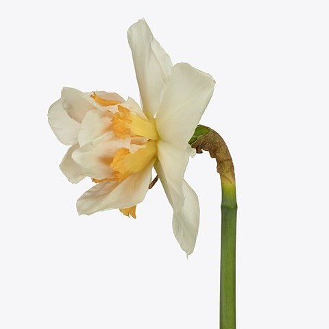 DAFFODIL SWEET PARADISE