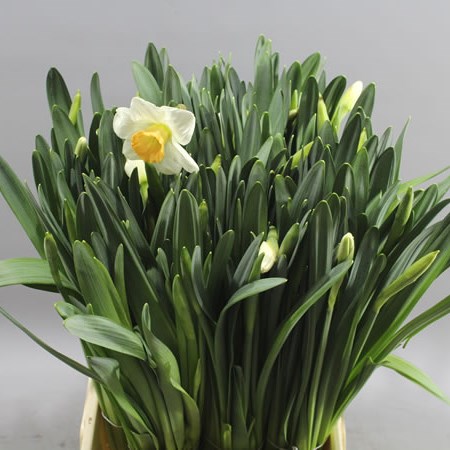 DAFFODIL WHITE MEDAL