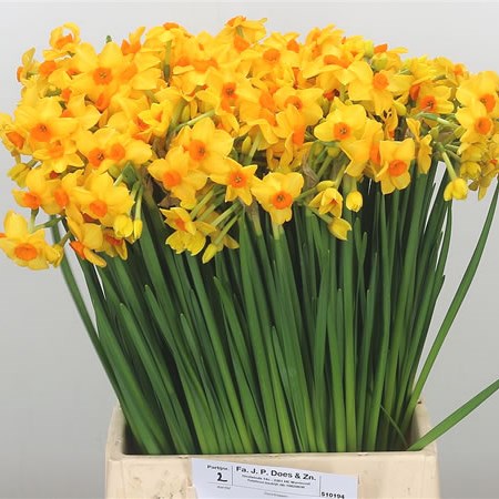 DAFFODILS - MARTINETTE