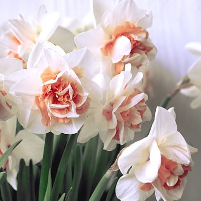 DAFFODILS PINK PARADISE