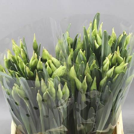 DAFFODILS - WHITE PARADISE