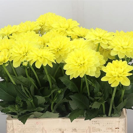 DAHLIA AMERICAN SUN