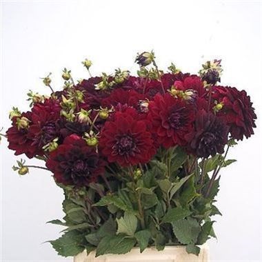 DAHLIA ARABIAN NIGHT