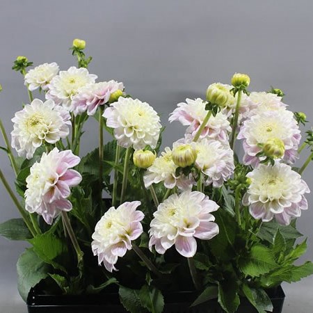 DAHLIA BALL SWEET LOVE