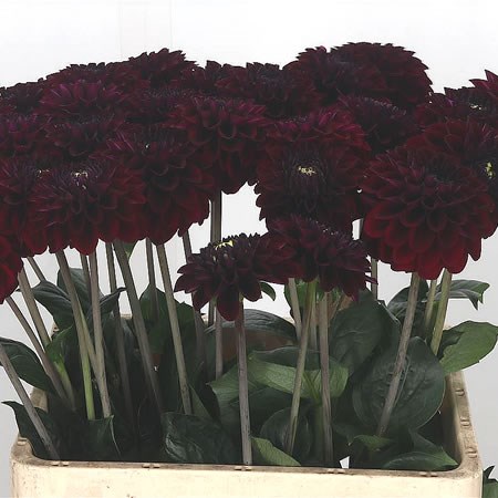 DAHLIA BLACK FOX
