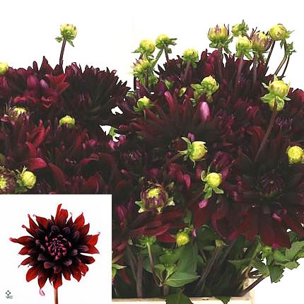 DAHLIA CHAT NOIR