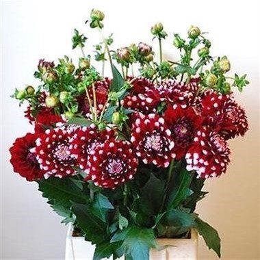 DAHLIA CHECKERS