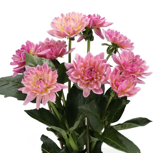 DAHLIA ESPACIO