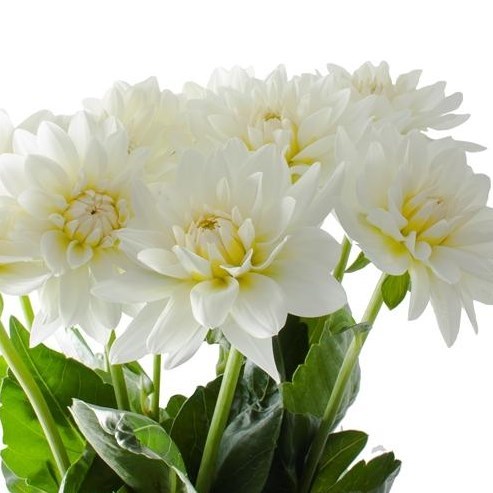 DAHLIA MAARTEN ZWAAN
