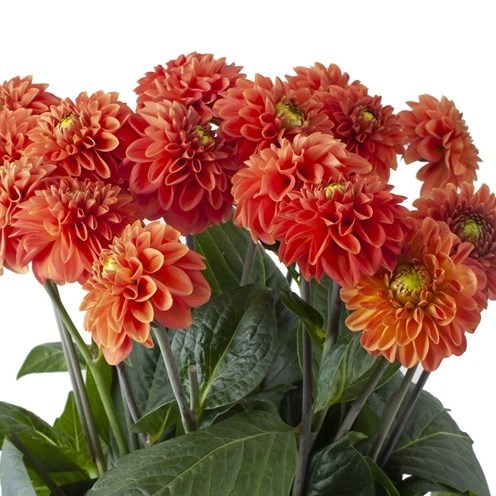DAHLIA ORANGE FOX