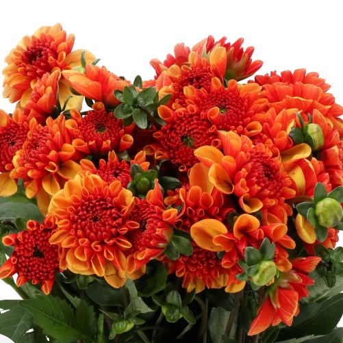 DAHLIA ORANGE SUNSET