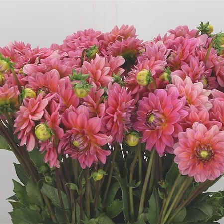 DAHLIA PINK RUNNER