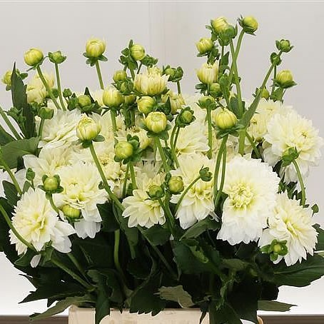 DAHLIA POLAR ICE