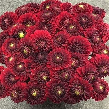 DAHLIA RED FOX