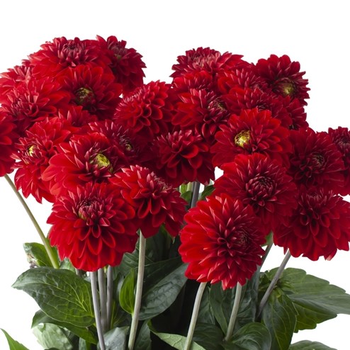 DAHLIA RED FOX