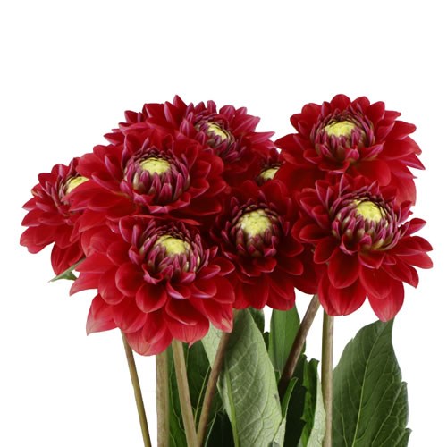 DAHLIA SALMON MYSTIC