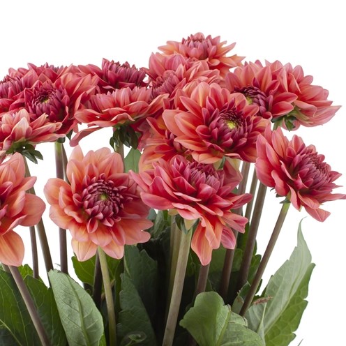 DAHLIA SALMON RUNNER