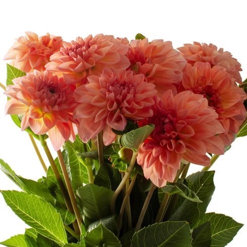 DAHLIA SEBASTIAN