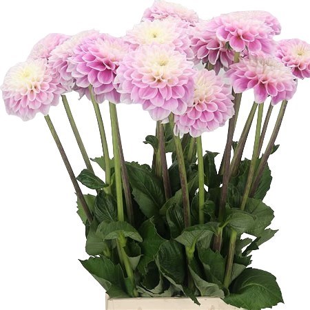 DAHLIA SWEET LOVE