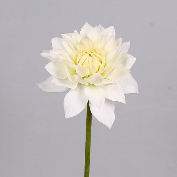DAHLIA WHITE BALLET