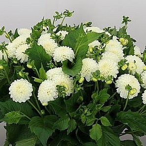 DAHLIA WHITE NETTY