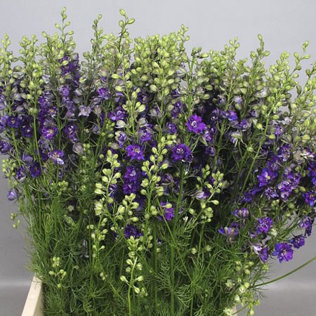 DELPHINIUM AJA LARKSPUR BLUE