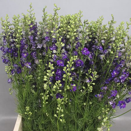 DELPHINIUM AJA LARKSPUR DARK BLUE