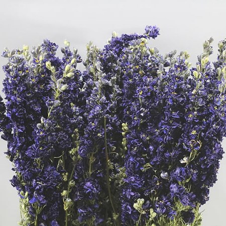 DELPHINIUM AJA LARKSPUR DARK BLUE (DRIED)