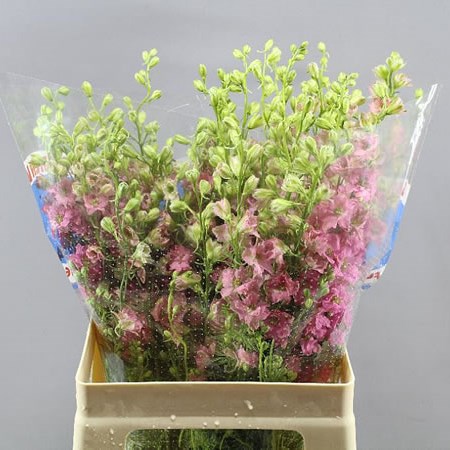 DELPHINIUM AJA LARKSPUR DARK PINK