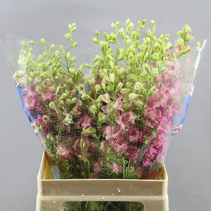 DELPHINIUM AJA LARKSPUR DARK PINK