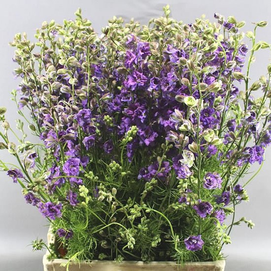 DELPHINIUM AJA LARKSPUR LAVENDER