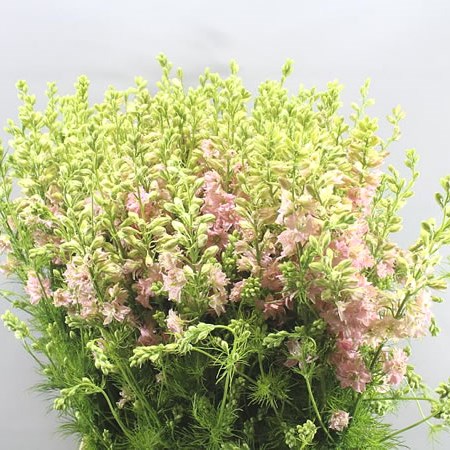 DELPHINIUM AJA LARKSPUR LIGHT PINK