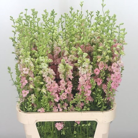 DELPHINIUM AJA LARKSPUR LIGHT PINK