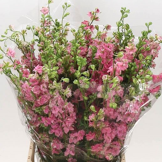 DELPHINIUM AJA. LARKSPUR PINK