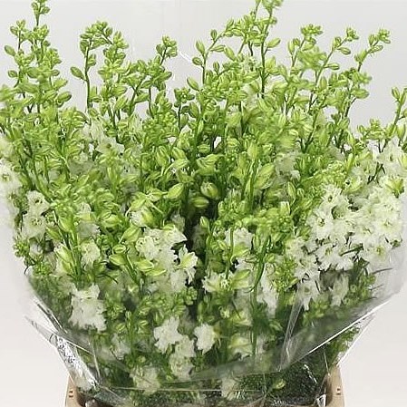 DELPHINIUM AJA LARKSPUR WHITE